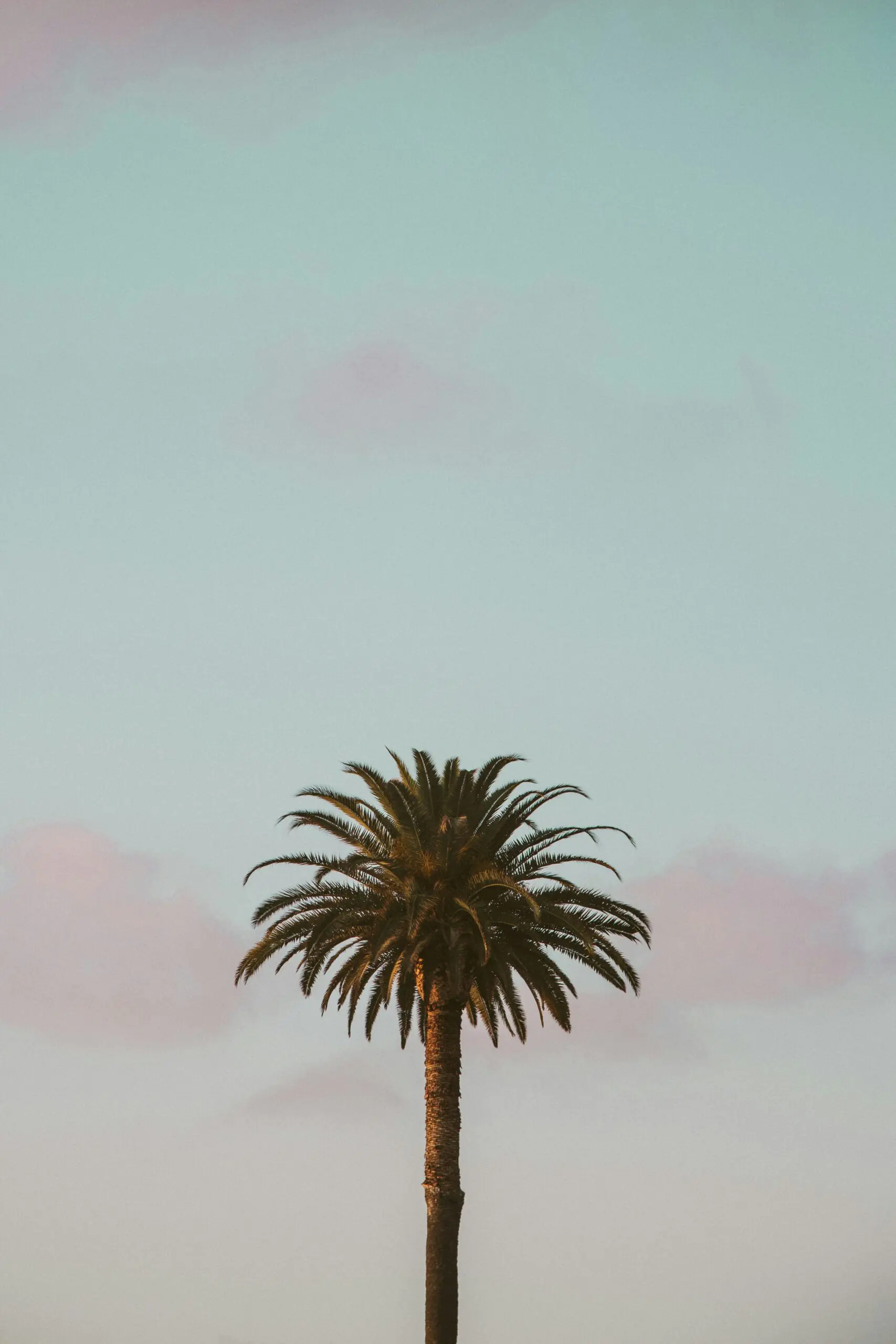 gustavo-zambelli-PuQO-7M0VpE-unsplash